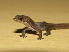 Chatogekko amazonicus.jpg