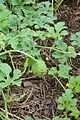 Cucumis anguria  Thorny cantaloupe