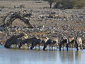 group at Okaukuejo, Etosha, Namibia