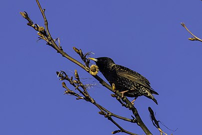 Estorniño pinto en Hemse