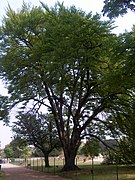 Planted in 1859, Category:Villa Visconti Borromeo Arese Litta (Lainate), Italy.