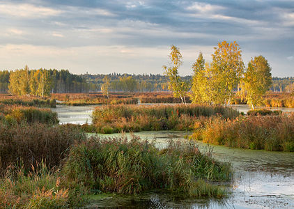 A swamp in autumn in Losiny Ostrov National Park, Balashikha, Moscow region, Russia