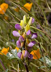 Lupinus stiversii (harlequin annual lupine)