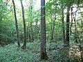 Tree in forest habitat, France