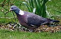 Wood pigeon