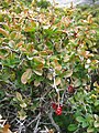 Berberis aetnensis fruits