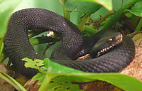 Vipera kaznakovi