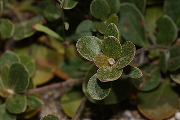 Eriogonum umbellatum