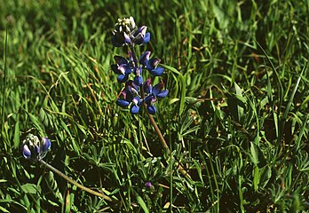 Lupinus nanus