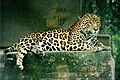 Panthera onca