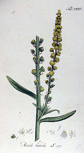 Reseda luteola