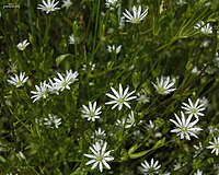 Stellaria longifolia