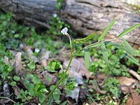 Vicia minutiflora