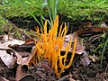 * Nomination Yellow stagshorn (Calocera viscosa). --Bff 12:15, 20 January 2015 (UTC) * Promotion OK for me. --Bgag 15:22, 20 January 2015 (UTC)