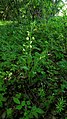 Cephalanthera damasonium Germany - Hohenstein (Landkreis Reutlingen)