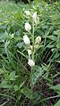 Cephalanthera damasonium Rohrwald, district Korneuburg, Lower Austria