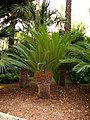 Cycas revoluta.