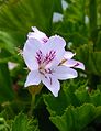 * Nomination Flower of a white Hooded-leaf Pelargonium -- Alvesgaspar 00:09, 22 November 2014 (UTC) * Promotion Good quality. --Cayambe 09:01, 25 November 2014 (UTC)