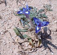 Iris sisyrinchium