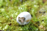 T. tachydromoides hatchling