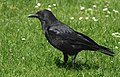 Carrion crow (French: Corneille noire), Corvus corone: use Category:Crows in heraldry