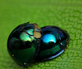 "Mating_Steelblues.jpg" by User:Flickr upload bot