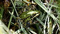 Teichfrosch am Blausee