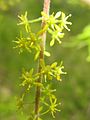 male flowers, Fukushima, Japan