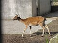 Le jardin du Moulin Neuf : biche.