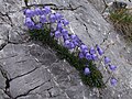 Campanula cochleariifolia