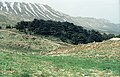 'Cedars of God', Lebanon