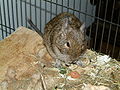 Degu eating