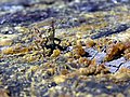 * Nomination Camouflaged grasshopper on tree stump --Tony Wills 21:11, 23 March 2007 (UTC) * Promotion WOW factor nice DOF Gnangarra 14:10, 24 March 2007 (UTC)