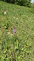 Orchis purpurea Germany - Rheinwald bei Forchheim (Baden)