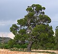 More than 200 years old and more than 25 m tall. Murcia, Spain