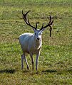 * Nomination Deer in Tambach Castle Wildlife Park --Ermell 06:28, 28 November 2024 (UTC) * Promotion  Support Good quality. --Giles Laurent 08:51, 28 November 2024 (UTC)