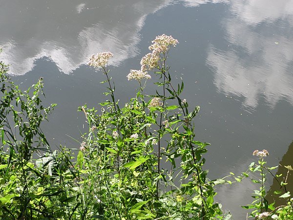 Photo of Eupatorium cannabinum, Deutsch: Gewöhnlicher Wasserdost (weitere Fotos von einem Spaziergang durch die Natur an diesem Tag sind in → Category:Photographs taken on 2017-08-09)