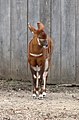 Tragelaphus eurycerus isaaci (Juvenile)