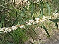 Hakea dactyloides