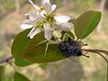 Geltonasis žiedvoris pagavęs musę Misumena Vatia