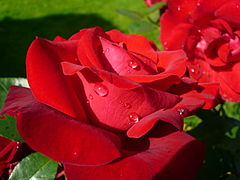 Rosa (Red rose)