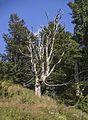 Pfad der Sinne am Schauinsland Toter Baum auf dem Schauinsland