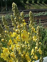 Flowering plant; Reilingen, Rhein-Neckar-Kreis, Deutschland