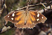 Adult, dorsal view.