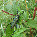 Musk beetle (Aromia Moschata) after the rain