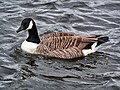 Category:Branta canadensis swimming