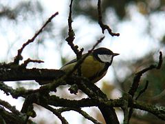 Great Tit-Mindaugas Urbonas-4.jpg