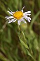 Kingston Prairie Preserve