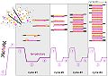 molecular versus thermal variations in PCR