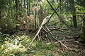 Naturschutzgebiet Paterzeller Eibenwald